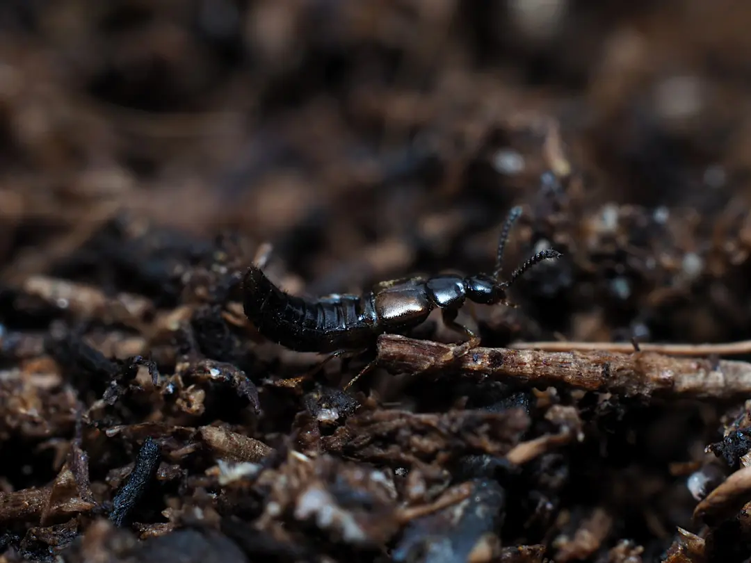 Dalotia coriaria adult